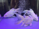 純種臺灣蝴蝶鯉魚好養(yǎng)耐活淡水冷水觀賞魚金魚錦鯉大尾大鰭活體 精品貴妃白普身【18--20厘米1條 曬單實(shí)拍圖