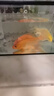 中國紅冷水淡水觀賞魚錦鯉魚活魚金魚小型好養(yǎng)紅鯉魚純種小錦鯉 16-18cm長紅金1條 曬單實(shí)拍圖