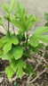 駿灝買1送2 玉蘭花樹(shù)苗四季開(kāi)花庭院盆栽白紫廣玉蘭樹(shù)苗矮化耐寒超矮 中國(guó)紅玉蘭 幼苗（（一顆裝））不好養(yǎng) 曬單實(shí)拍圖