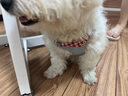 puppytie寵物用品狗狗牽引繩小型犬遛狗繩調(diào)節(jié)狗繩子泰迪可愛(ài)背心式胸背帶 烈日紅-套裝(胸背+牽引繩) S碼-建議8-16斤 曬單實(shí)拍圖