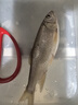 SHIMANO禧瑪諾21款CARDIFF NX鱒魚(yú)馬口路亞竿翹嘴鱸魚(yú)竿釣竿 1.63米 槍柄（B54UL）2節 曬單實(shí)拍圖
