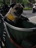 bello   W1 中小型寵物推車犬外出行狗車包分離狗狗折疊鋁合金狗車貓車 W1綠色格紋 【可分離】送雨罩 寵物推車 曬單實拍圖