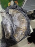 小葉簕竹室內小型勒竹盆栽庭院盆景綠植長(cháng)青好養名貴竹 精品簕竹30-39cm、不含盆 曬單實(shí)拍圖