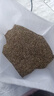 進口牧草種子多年生黑麥草種子蘇丹草玉米草種子養(yǎng)牛羊鵝草魚草籽 黑麥草一年生【四倍體小籽】5斤 曬單實拍圖