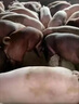 暢消新希望六和4%大豬復(fù)合預(yù)混合飼料生長快乳豬小豬中豬大豬育肥豬通 4%大豬預(yù)混料（20kg） 曬單實(shí)拍圖