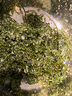 鞭炮筍長(zhǎng)壽菜鹽漬馬尾藻羊棲菜海藻海菜火鍋食材炮仗筍海草鞭泡筍 鞭炮筍【500g*1袋】 曬單實(shí)拍圖