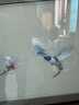 京城世家蘇繡掛畫(huà)純手工精品4絲牡丹花鳥(niǎo)山水刺繡畫(huà)書(shū)房客廳玄關(guān)裝飾壁畫(huà) 國(guó)色天香 含框尺寸63x168cm 曬單實(shí)拍圖
