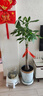 臨雅的花園大型發(fā)財(cái)樹(shù)盆栽室內(nèi)客廳招財(cái)高級(jí)感落地喬遷之喜懶人好養(yǎng)活風(fēng)水樹(shù) 獨(dú)桿發(fā)財(cái)樹(shù)1.2-1.4米+金邊飛絲盆 曬單實(shí)拍圖