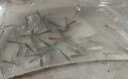 黃骨魚苗活體淡水養(yǎng)殖食用鮮活魚黃丫頭黃鴨叫昂刺魚黃顙魚冷水觀賞魚黃辣丁魚苗批發(fā) 100條4-6厘米黃骨魚苗(多發(fā)10%防損) 曬單實拍圖