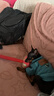 伊寵純種小鹿犬幼犬寵物狗狗活體小狗活物幼崽小型犬 寵物級 A級 公 曬單實拍圖