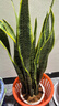 御卉閣大虎皮蘭苗室內客廳辦公室虎尾蘭花卉綠植盆栽公司陽(yáng)臺四季種植 金邊虎皮蘭60-70厘米5-6顆裝大苗 曬單實(shí)拍圖