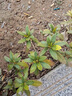 洛與霞毛杜鵑夏娟毛鵑花苗茶梅苗毛娟映山紅小苗花庭院花壇開(kāi)花植物樹(shù)苗 毛娟20-30厘米高 帶分枝【10顆 不含盆 曬單實(shí)拍圖