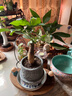 新品開花發(fā)財樹盆栽室內(nèi)好養(yǎng)易活花卉植物客廳辦公室綠植四季開花 紅顏【四季長青 驅(qū)蚊好養(yǎng)】 送肥料+盆 曬單實拍圖
