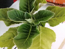 大巖桐盆栽花卉重瓣富貴花芙蓉花帶花苞發(fā)貨室內(nèi)客廳陽(yáng)臺(tái)開(kāi)花 紅色 1盆 原盆栽好 曬單實(shí)拍圖