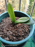 君子蘭苗室內(nèi)綠植花卉高檔植物室內(nèi)盆景蘭花盆栽君子蘭盆栽君子蘭大小苗蘭花苗 紅色 4到6片葉子 曬單實(shí)拍圖