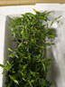 瀚林怡景（HANLINYIJING）六月雪盆景室內盆栽植物懸崖式造型老樁辦公室客廳茶室桌面綠植 懸崖六月雪-和風(fēng)細雨 曬單實(shí)拍圖