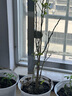種花迷仟草集藍莓樹苗盆栽地栽藍梅樹當年結果 奧尼爾藍莓 南方北方果樹 黑珍珠 4年苗 曬單實拍圖