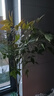 壹植南天竹水培植物室內水養花卉火焰盆景綠植客廳辦公室桌面好養盆栽 南天竹50-60cm+營(yíng)養液 曬單實(shí)拍圖