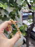 芯奢暴富黃水晶女手鏈細(xì)閃水晶金發(fā)晶轉(zhuǎn)運(yùn)珠天然招財(cái)財(cái)運(yùn)聚財(cái)手串女款 一夜暴富黃水晶手串 曬單實(shí)拍圖