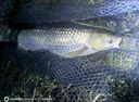 全透明蓋車(chē)載裝魚(yú)箱養魚(yú)活魚(yú)運輸水箱魚(yú)護桶硬殼活魚(yú)桶釣魚(yú)箱加厚 90升透明活動(dòng)蓋小車(chē)款 曬單實(shí)拍圖