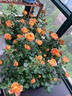臨雅果汁陽臺月季花苗灌木大花盆栽室內(nèi)紅果汁陽臺多頭玫瑰花苗棒棒糖 【帶花帶花苞】果汁陽臺1加侖 曬單實拍圖