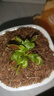 捕蠅草超大苗食人花盆栽苗食蟲(chóng)植物防蚊草多肉植物多肉綠植花卉 美人齒捕蠅草 中苗4-6厘米 帶盆栽好 曬單實(shí)拍圖