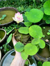 小潔巴適碗蓮種七彩五顏六色水培花卉水養(yǎng)四季蓮花荷花種蓮藕綠植水培蓮子 遇水即活【開口碗蓮100粒送營養(yǎng)液】99%發(fā)芽率 裸根不帶土 曬單實拍圖