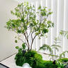 九葉草精品馬醉木綠植造景櫥窗植物室內(nèi)仿真榕樹裝飾樹大型假樹簡約景觀 定制尺寸 曬單實(shí)拍圖