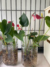愛你一萬年竹柏水培綠植驅(qū)蚊竹辦公室內(nèi)花卉綠植四季好養(yǎng)白掌水培紅掌盆栽 【熱賣】特級粉掌【U型玻璃瓶】 曬單實拍圖