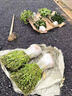 森越金葉女貞小葉女貞樹苗籬笆四季常青不落葉包成活庭院植物綠化苗木 小葉女貞30-40cm高100棵包成活 10cm以下 曬單實拍圖