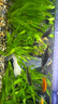 BIOZYM魚缸過濾棉加厚羊絨高密度生化棉魚池凈水水族箱海綿凈化過濾材料 曬單實拍圖
