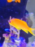 海金魚合集紫羅蘭馬代藍眼寶石紫后雙斑夏威夷櫻花海水魚活體觀賞 馬代藍眼寶石（公魚）【5-7 】 曬單實拍圖