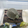 【德國專(zhuān)研】護龜液專(zhuān)治烏龜腐皮爛甲水龜白眼腐皮甲真菌感染預防 1瓶【龜龜快速恢復精氣神】體驗裝 曬單實(shí)拍圖