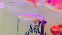 練手金龍魚(yú)活魚(yú)金頭過(guò)背紅龍銀龍古典藍(lán)底金龍高端熱帶觀賞魚(yú)魚(yú)苗 藍(lán)底過(guò)背金龍 16-18cm【發(fā)色包金】 曬單實(shí)拍圖