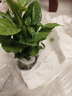 壽禾 辣椒苗各種椒苗壽光菜苗苗子朝天椒樹苗帶土發(fā)貨秋冬山東蔬菜苗 （六彩）七彩泡椒苗 6棵 曬單實(shí)拍圖