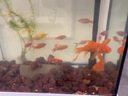 JCZS火山石魚(yú)缸專(zhuān)用水草泥生態(tài)魚(yú)缸造景水族墊底砂顆粒古法養魚(yú)材料濾 紅火山石3-5厘米【5斤】精篩 曬單實(shí)拍圖