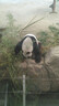 駱駝（CAMEL）【山城】男鞋戶外登山鞋網(wǎng)面透氣男士厚底七夕禮物休閑運動鞋子 G15S342004 淺綠 43 曬單實拍圖