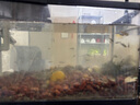 批發(fā)淡水大草魚苗淡水養(yǎng)殖魚苗活體飼料魚四大家魚鯽魚苗花鰱魚苗批發(fā) 正宗草魚苗1.5-3cm50條 曬單實拍圖