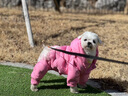 ISPET狗狗四腳羽絨服柴犬泰迪衣服秋冬裝中小型犬加厚保暖安德烈 粉色-四腳 L （合適7-9斤） 曬單實(shí)拍圖