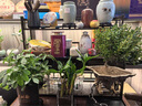 小葉赤楠盆景樹(shù)樁綠植好養客廳植物室內樹(shù)苗辦公室易活小盆栽花卉 大號赤楠 (不含盆)送肥料 帶盆栽好 曬單實(shí)拍圖
