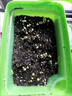 滬上花匠兒童種植小盆栽幼兒園觀察植物種子鳳仙花種籽子小學(xué)生向日葵種孑 【矮向日葵】高透明觀察窗套裝+（送20頁觀察記錄本 曬單實(shí)拍圖