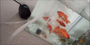 山頭林村充電式增氧泵靜音養(yǎng)魚氧氣泵增氧機(jī)小型加氧泵家用制打氧機(jī)充氧泵 日勝家用靜音3W單孔送2米氣管*1氣石 曬單實(shí)拍圖