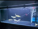 黃化紅眼白子銀龍魚苗活體大型熱帶觀賞魚赤瞳血艷龍魚好物 黃化銀龍12-14（1條） 曬單實(shí)拍圖