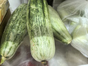 山東濰坊羊角蜜甜瓜新鮮香蜜瓜現摘頭茬應季水果甜瓜5現摘現發(fā) 3斤中大果【實(shí)惠嘗鮮清甜】 曬單實(shí)拍圖