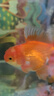 寶贈紅海豐寶贈紅 魚食小型魚飼料燈科魚料增紅增艷魚糧 瓶裝 160g 1瓶 緩沉型 曬單實拍圖