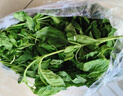 辰實【順豐】新鮮甲拋葉 打拋葉塔拋葉 食用香料塔拋葉嘎拋葉甲拋蔬菜 250g 曬單實拍圖
