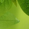 美度（MAYDU）波紋太陽傘防曬防紫外線遮陽傘晴雨兩用折疊傘手機防曬傘M5206 初桃粉 8骨 三折 曬單實拍圖