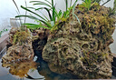 航詩(shī)吸水石植物綠植上水石水陸缸雨林缸假山造景苔蘚蕨微景觀(guān)盆景植物 套餐6 (8樣) 曬單實(shí)拍圖