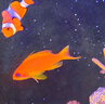 海金魚合集紫羅蘭馬代藍眼寶石紫后雙斑夏威夷櫻花海水魚活體觀賞 馬代藍眼寶石（公魚）【5-7 】 曬單實拍圖