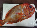 墨妍御鮮 長(zhǎng)壽魚 新西蘭船凍長(zhǎng)壽魚富貴魚 橙鯛 新西蘭深海長(zhǎng)壽魚 2.-2.5斤裝(1條) 曬單實(shí)拍圖